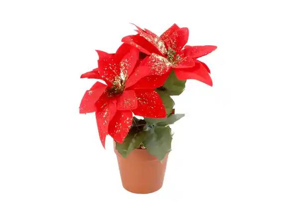 Bild 1 von Künstlicher Weihnachtsstern im Topf