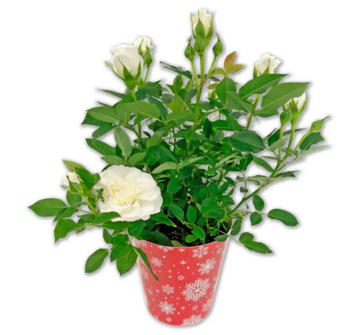 Bild 1 von Topfrose*