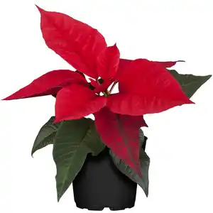 toom Fairtrade Weihnachtsstern 7 cm Topf