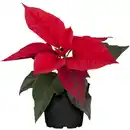 Bild 1 von toom Fairtrade Weihnachtsstern 7 cm Topf