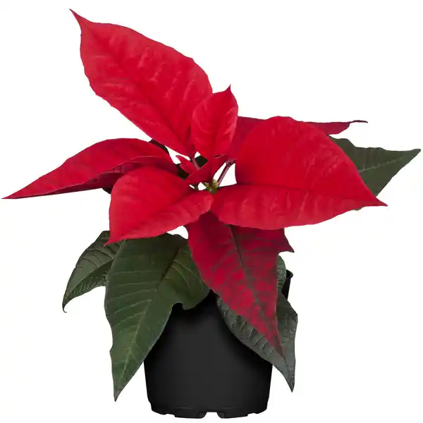 Bild 1 von toom Fairtrade Weihnachtsstern 7 cm Topf