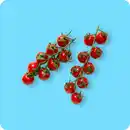 Bild 1 von   Mini Romarispentomaten, Ursprung: siehe Etikett