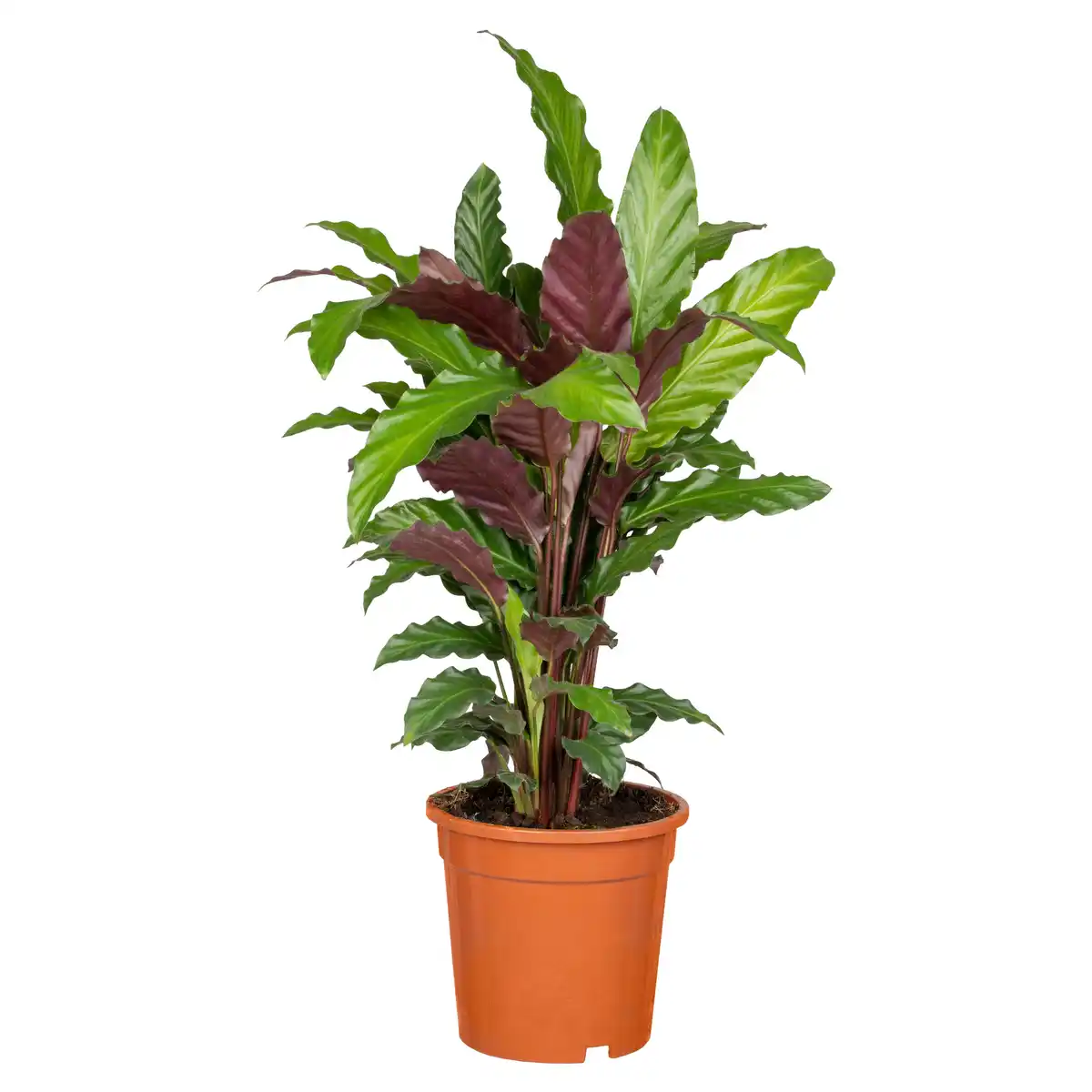 Bild 1 von Grünpflanzen 60 cm verschiedene Sorten, 17 cm Topf