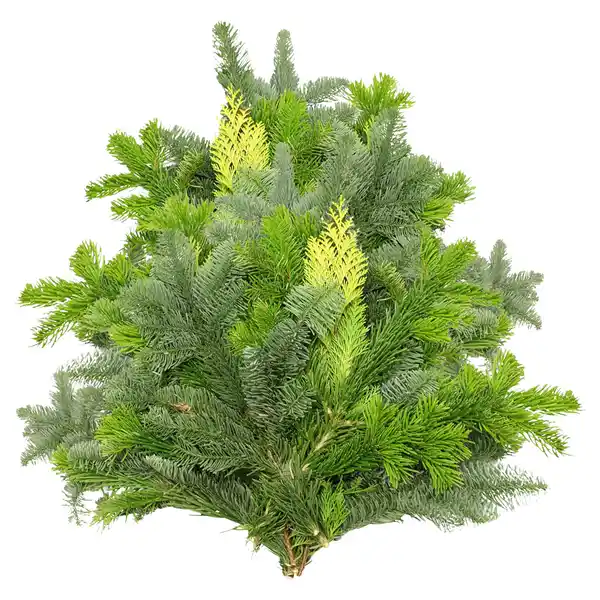 Bild 1 von GARDENLINE Tannenhandbunde 1.000 g, Mix