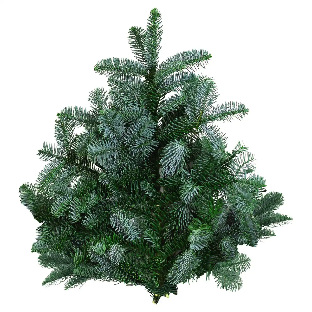 Bild 1 von GARDENLINE Tannenhandbunde 1.000 g, Nobilis