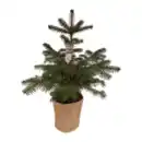 Bild 1 von GARDENLINE Nordmanntanne im Topf