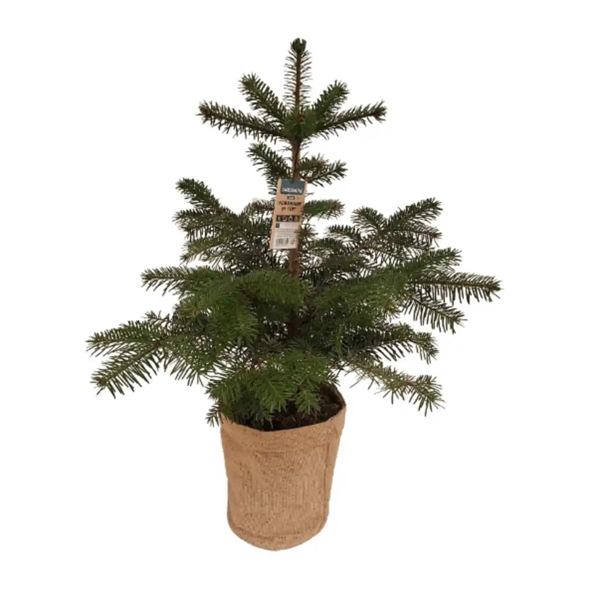 Bild 1 von GARDENLINE Nordmanntanne im Topf
