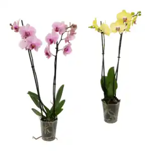 GARDENLINE Phalaenopsis