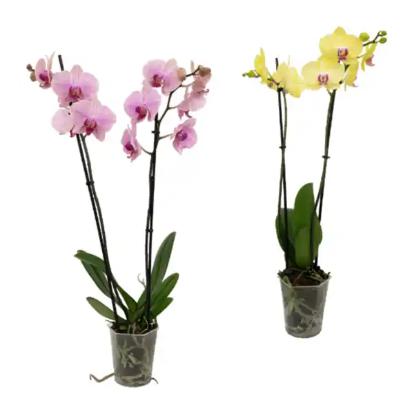 Bild 1 von GARDENLINE Phalaenopsis