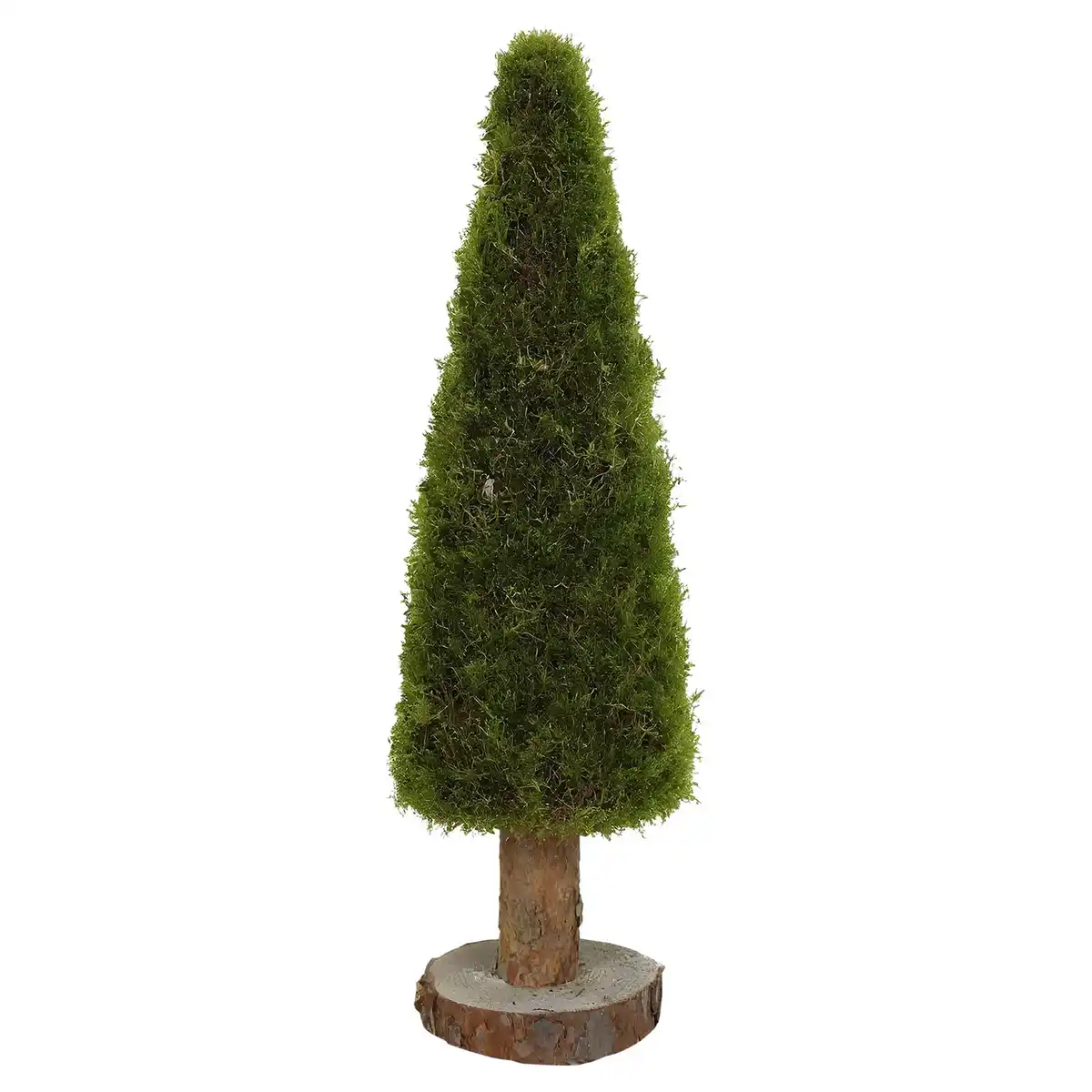 Bild 1 von GARDENLINE Moosbaum 40 cm