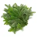 Bild 1 von GARDENLINE Tannenhandbunde 550 g, Nordmann