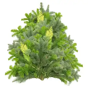 GARDENLINE Tannenhandbunde 2.500 g, Mix