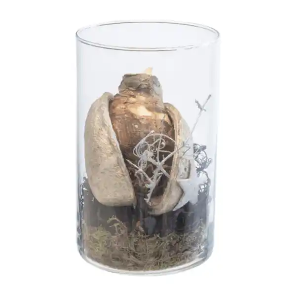 Bild 4 von GARDENLINE Weihnachtliche Amaryllis im Glas