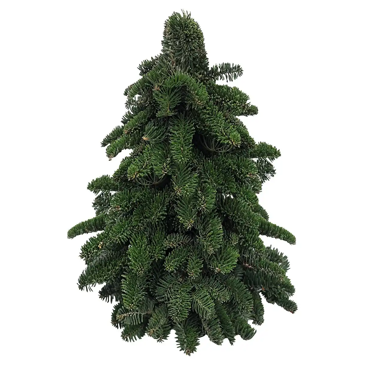 Bild 1 von GARDENLINE Nobilisbaum 30 cm