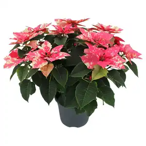 GARDENLINE, Weihnachtsstern Busch XXL Skystar