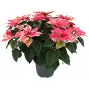 Bild 1 von GARDENLINE, Weihnachtsstern Busch XXL Skystar