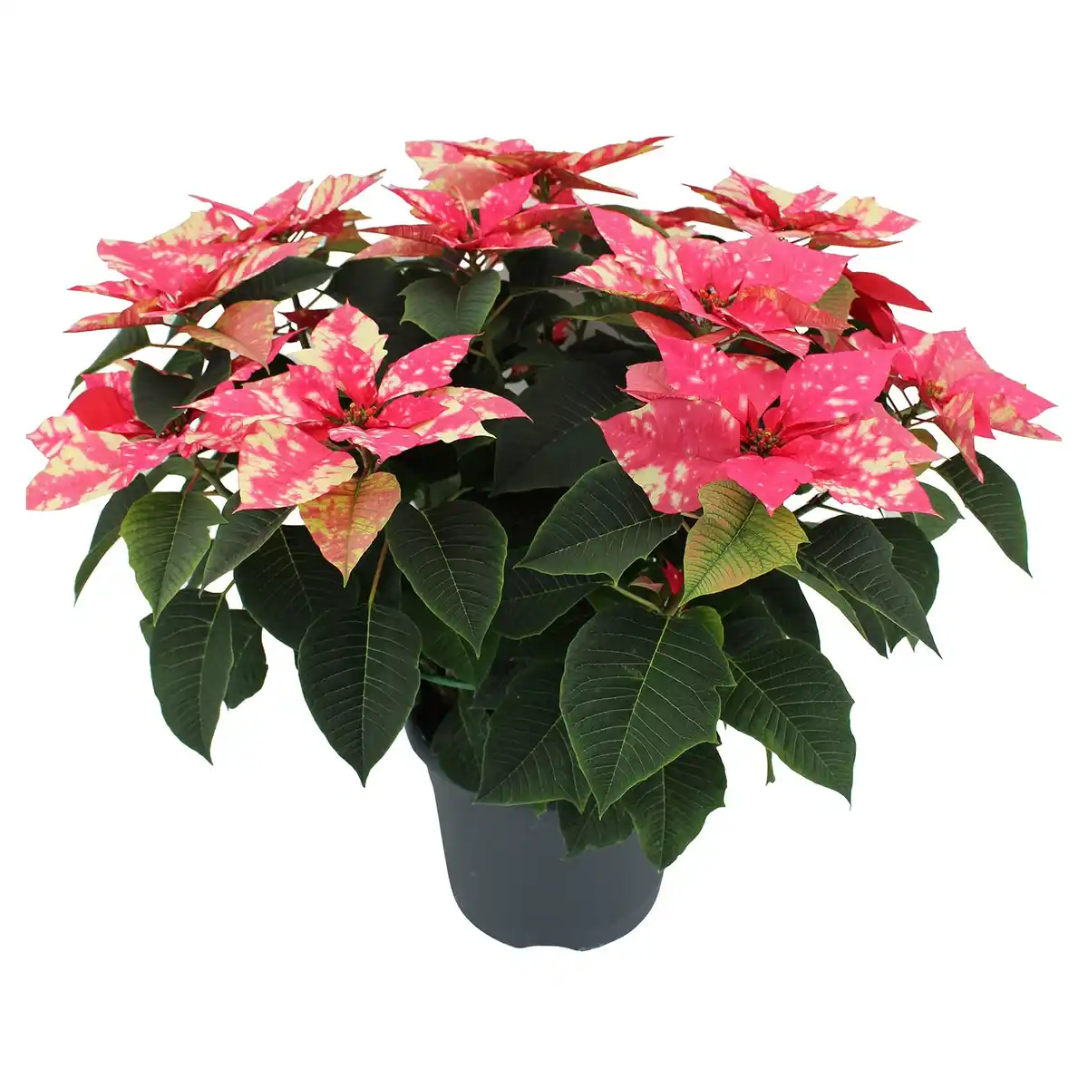 Bild 1 von GARDENLINE, Weihnachtsstern Busch XXL Skystar