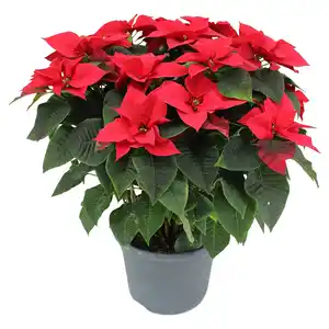 GARDENLINE, Weihnachtsstern Busch XXL rot