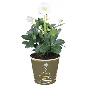 GARDENLINE, Christrose im Potcover weiß