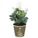 Bild 1 von GARDENLINE, Christrose im Potcover weiß