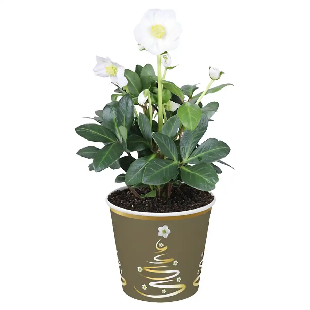 Bild 1 von GARDENLINE, Christrose im Potcover weiß