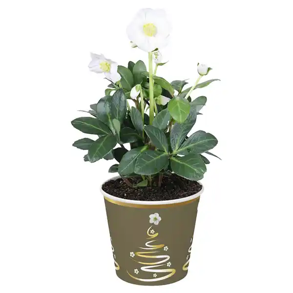 Bild 1 von GARDENLINE, Christrose im Potcover weiß