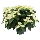 Bild 1 von GARDENLINE, Weihnachtsstern Busch XXL weiß