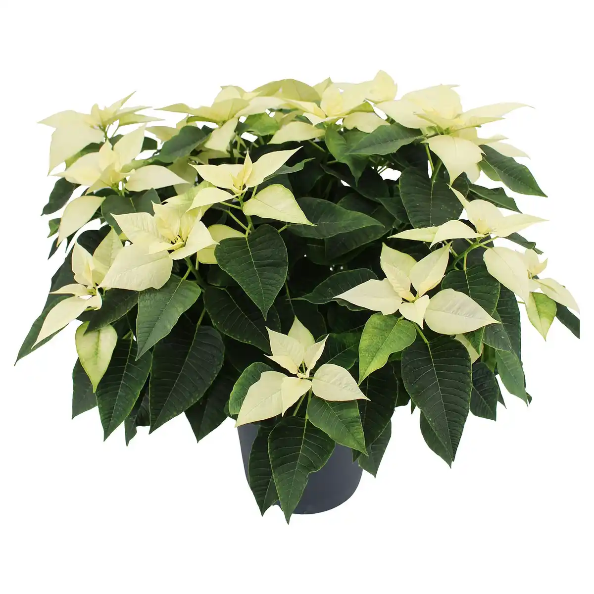 Bild 1 von GARDENLINE, Weihnachtsstern Busch XXL weiß