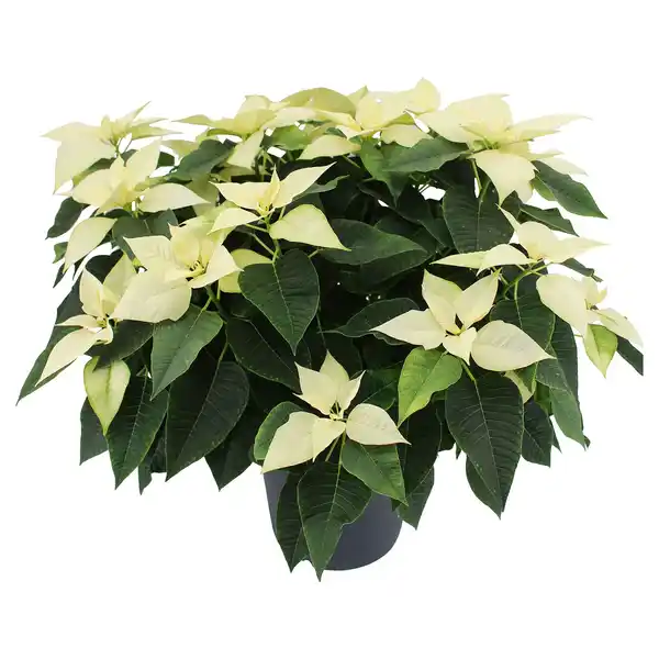 Bild 1 von GARDENLINE, Weihnachtsstern Busch XXL weiß