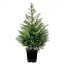 Bild 2 von Weihnachtsbaum