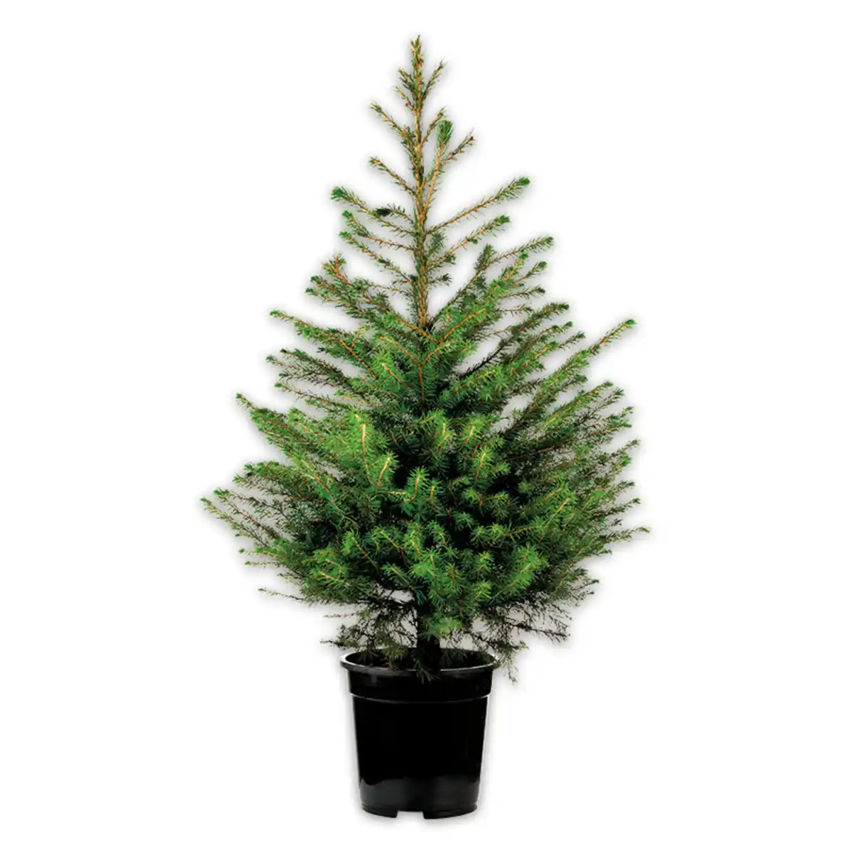 Bild 2 von Weihnachtsbaum