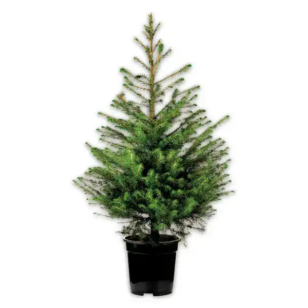 Bild 2 von Weihnachtsbaum