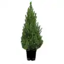 Bild 3 von Weihnachtsbaum