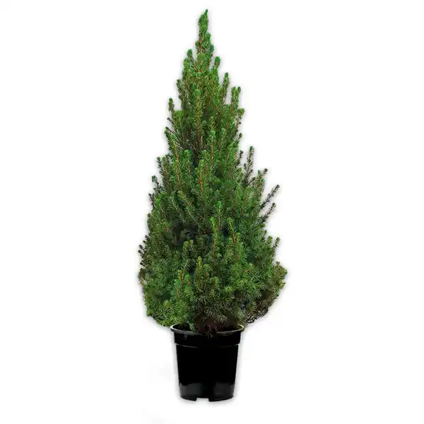 Bild 3 von Weihnachtsbaum