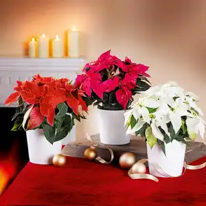 Princettia "Eisprinzessin"