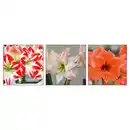 Bild 2 von Amaryllis