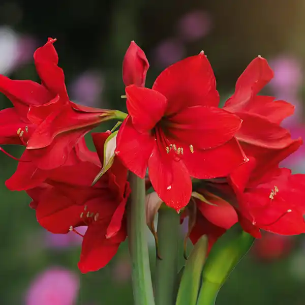 Bild 3 von Amaryllis