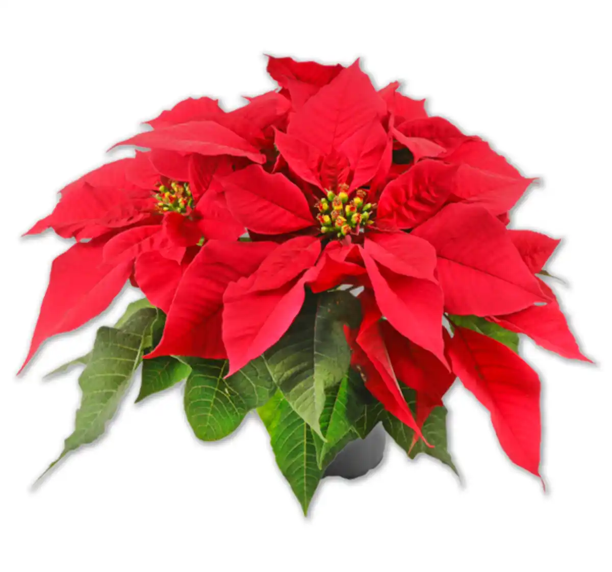 Bild 1 von Weihnachtsstern*