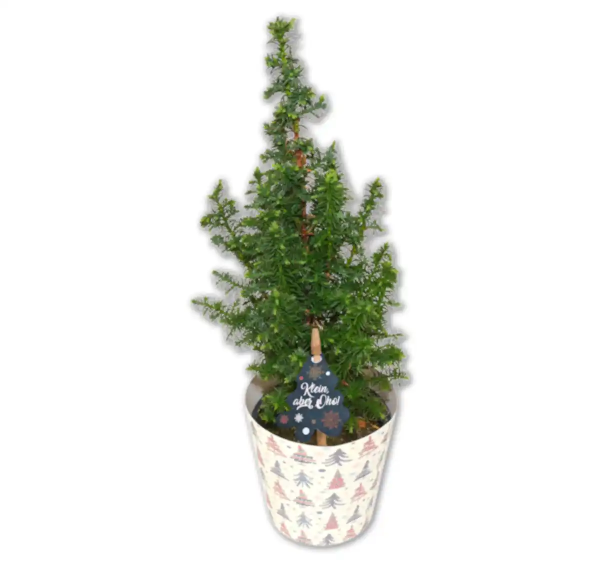 Bild 1 von Mini-Tannenbaum*