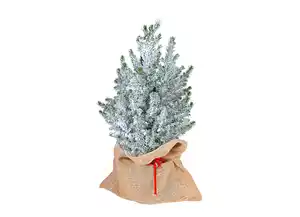 Zuckerhutfichte 60-70cm Picea Glauca Conica