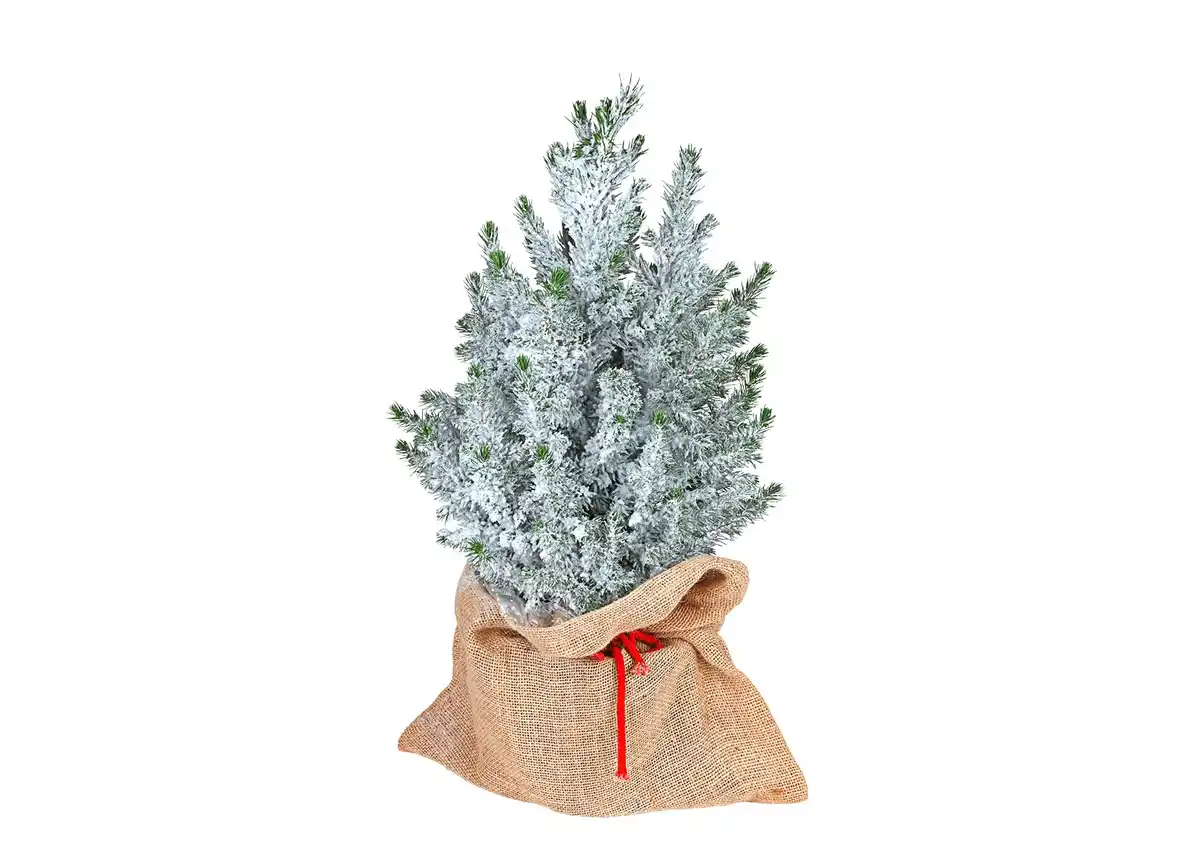 Bild 1 von Zuckerhutfichte 60-70cm Picea Glauca Conica