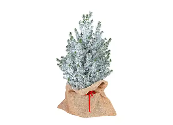 Bild 1 von Zuckerhutfichte 60-70cm Picea Glauca Conica