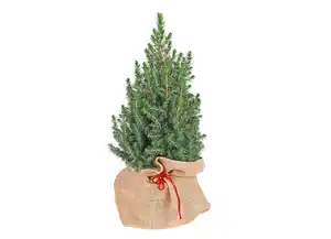 Zuckerhutfichte 60-70cm Picea Glauca Conica