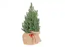 Bild 1 von Zuckerhutfichte 60-70cm Picea Glauca Conica
