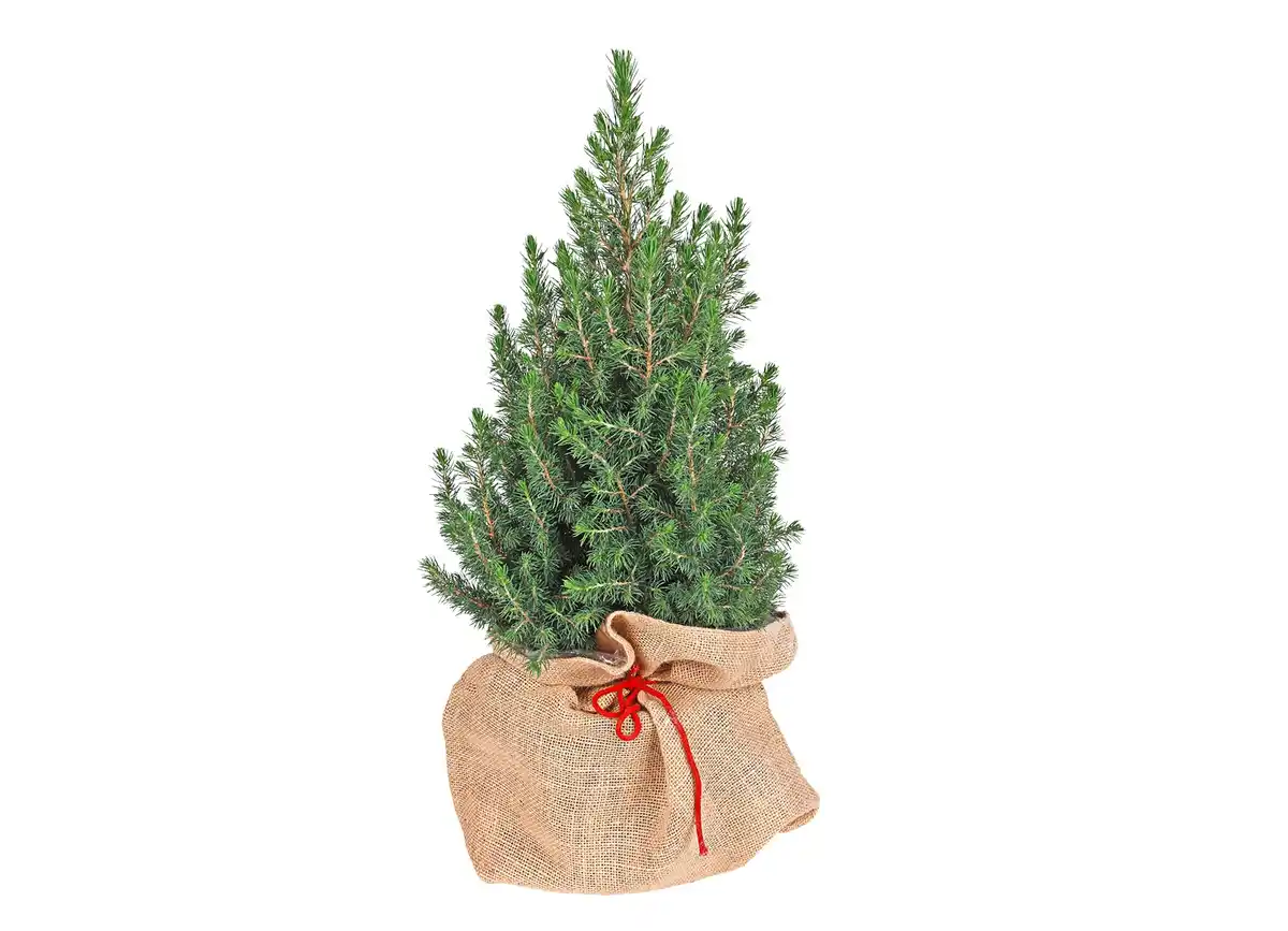 Bild 1 von Zuckerhutfichte 60-70cm Picea Glauca Conica