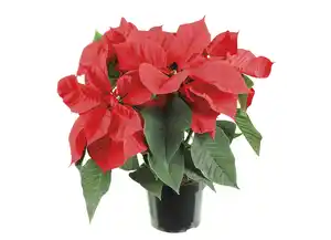 Weihnachts-Stern 13cm Poinsettien