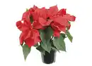 Bild 1 von Weihnachts-Stern 13cm Poinsettien
