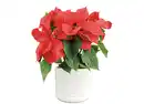 Bild 1 von Weihnachts-Stern 10,5cm Poinsettien