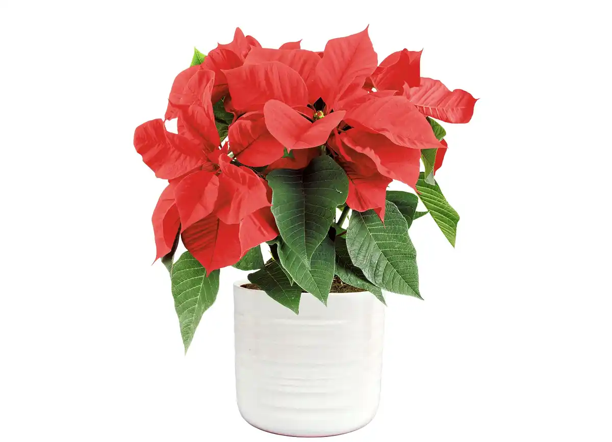 Bild 1 von Weihnachts-Stern 10,5cm Poinsettien