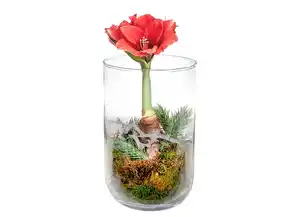 Amaryllis im Glas